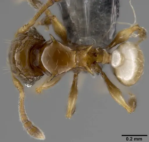 Pheidole sexdentata - CASENT0282382