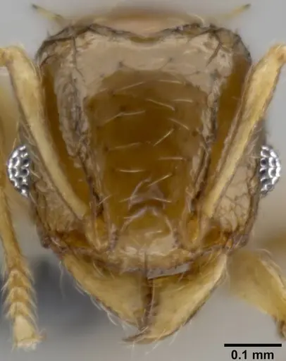 Pheidole sexdentata - CASENT0282382