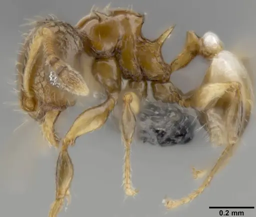 Pheidole sexdentata - CASENT0282382