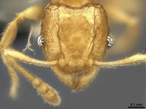 Pheidole sexdentata - CASENT0284079