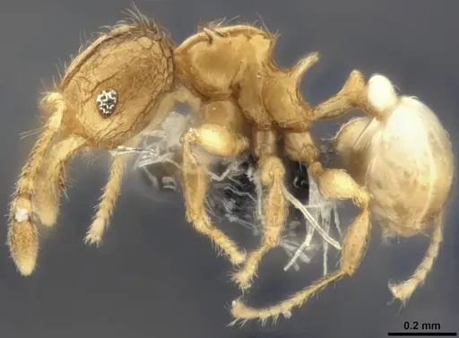 Pheidole sexdentata - CASENT0284079