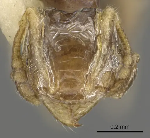 Pheidole sexdentata - CASENT0901327