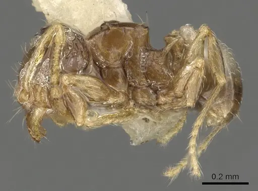 Pheidole sexdentata - CASENT0901327