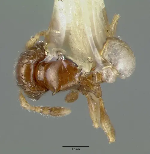 Pheidole sexdentata - CASTYPE06948