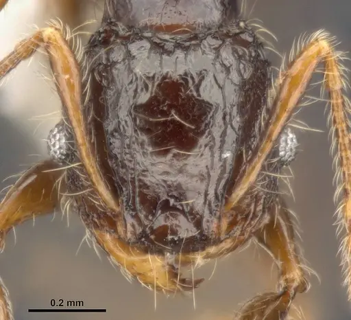Pheidole sexspinosa specimen