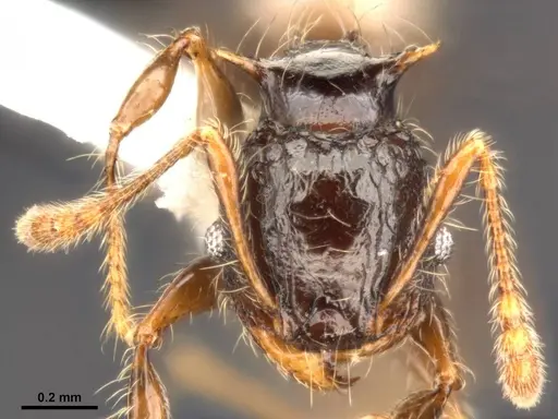 Pheidole sexspinosa specimen