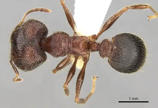 Pheidole sharpi specimen