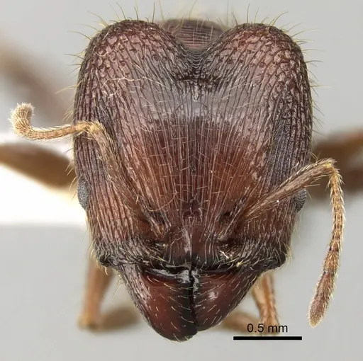 Pheidole sharpi specimen