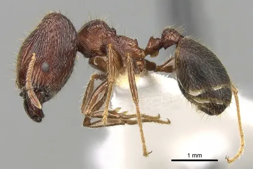 Pheidole sharpi specimen