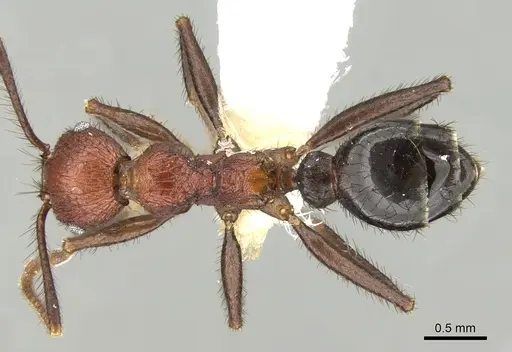 Pheidole sharpi - CASENT0281641