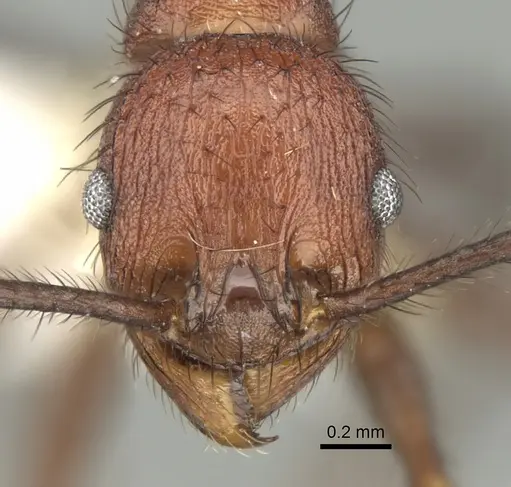 Pheidole sharpi - CASENT0281641