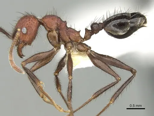 Pheidole sharpi - CASENT0281641