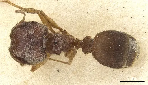 Pheidole sharpi - CASENT0901501