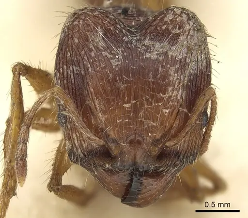 Pheidole sharpi - CASENT0901501