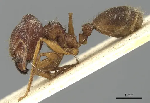 Pheidole sharpi - CASENT0901501