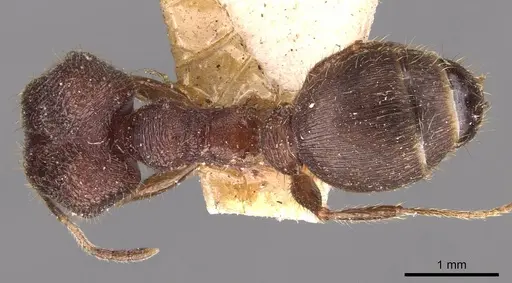 Pheidole sharpi - CASENT0907951