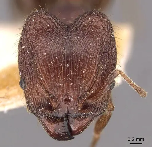 Pheidole sharpi - CASENT0907951