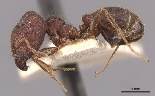 Pheidole sharpi - CASENT0907951