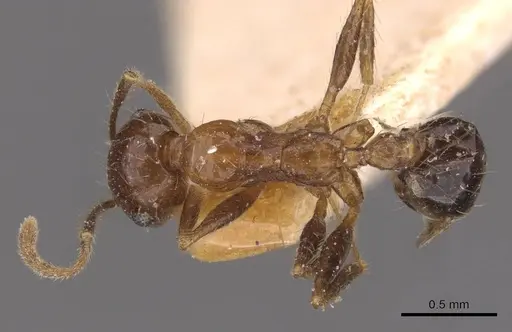 Pheidole sharpi - CASENT0907952