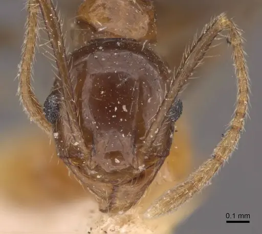 Pheidole sharpi - CASENT0907952