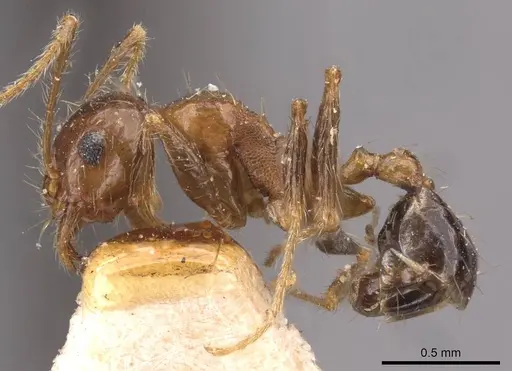 Pheidole sharpi - CASENT0907952