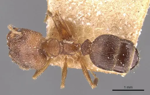 Pheidole sharpi - CASENT0907953