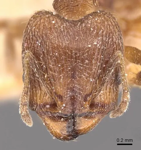 Pheidole sharpi - CASENT0907953