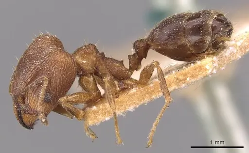 Pheidole sharpi - CASENT0907953