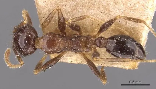 Pheidole sharpi - CASENT0907954