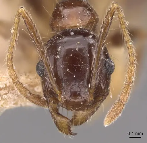 Pheidole sharpi - CASENT0907954