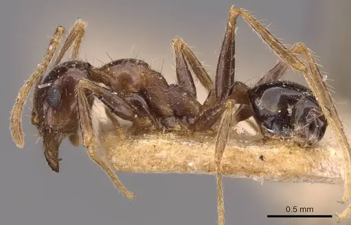 Pheidole sharpi - CASENT0907954