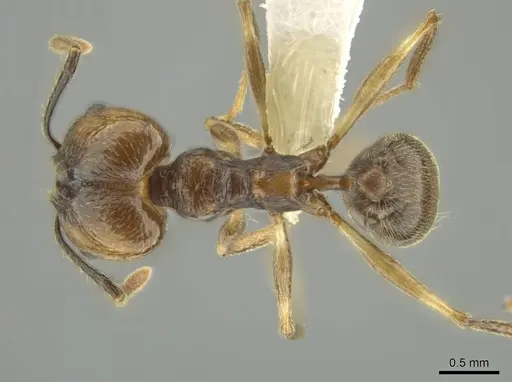Pheidole sicaria specimen