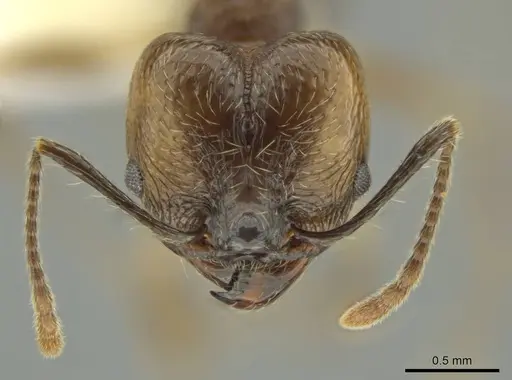 Pheidole sicaria specimen
