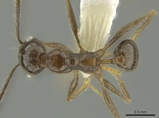 Pheidole sicaria - CASENT0631482
