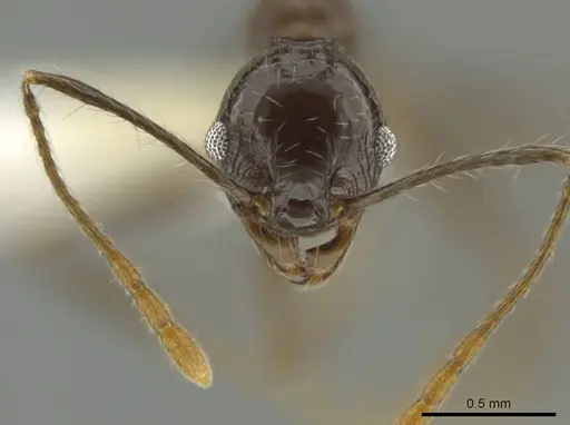 Pheidole sicaria - CASENT0631482
