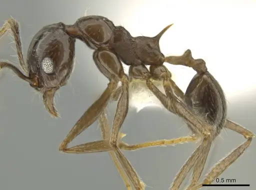 Pheidole sicaria - CASENT0631482