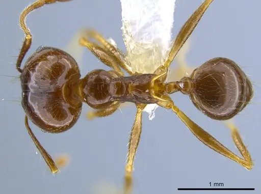 Pheidole sicaria - CASENT0632939
