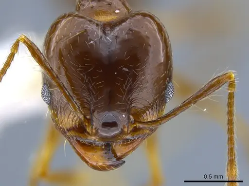 Pheidole sicaria - CASENT0632939