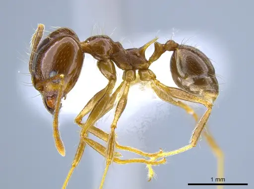 Pheidole sicaria - CASENT0632939
