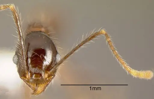 Pheidole sicaria - CASENT0635526
