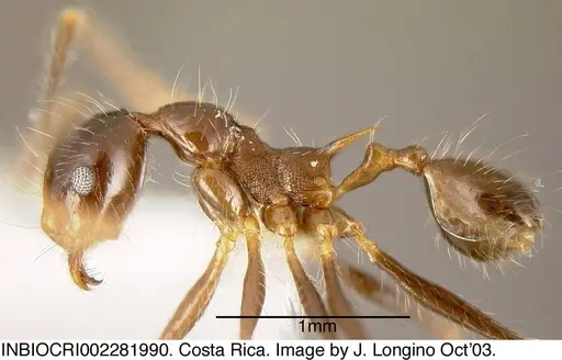 Pheidole sicaria - CASENT0635526