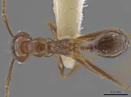 Pheidole sicaria - CASENT0636795