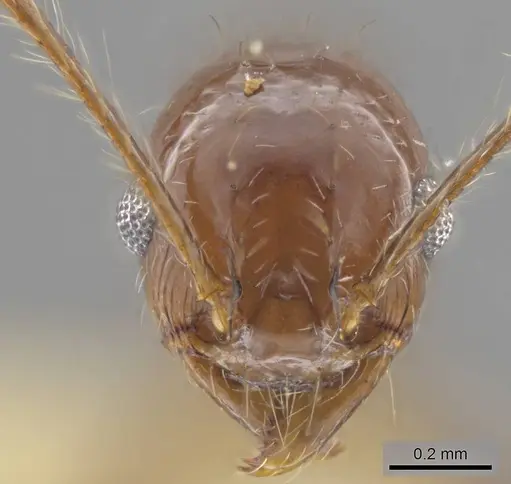 Pheidole sicaria - CASENT0636795