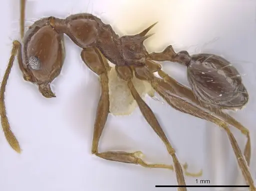 Pheidole sicaria - CASENT0636795