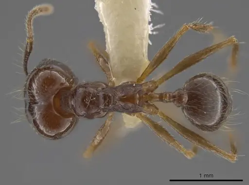 Pheidole sicaria - INBIOCRI002279410