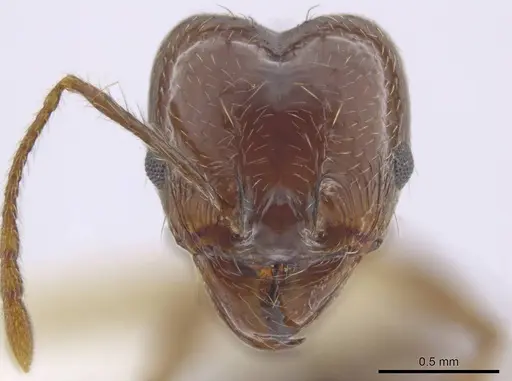 Pheidole sicaria - INBIOCRI002279410