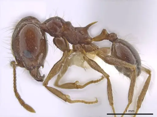 Pheidole sicaria - INBIOCRI002279410