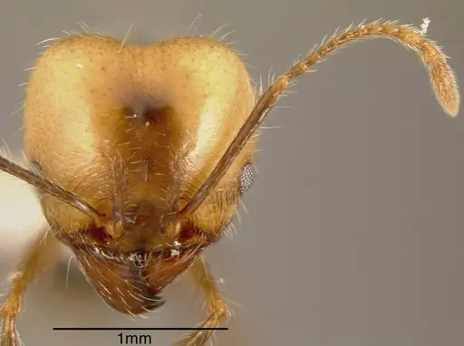 Pheidole sicaria - INBIOCRI002281990