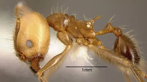 Pheidole sicaria - INBIOCRI002281990