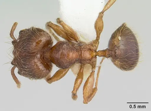 Pheidole sigillata specimen